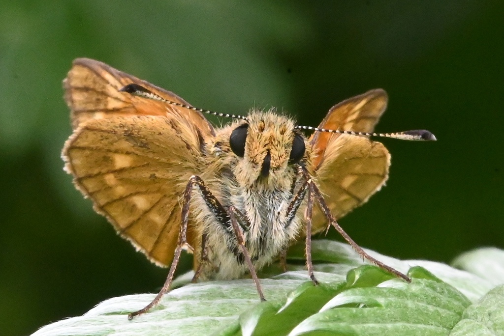 Large Skipper