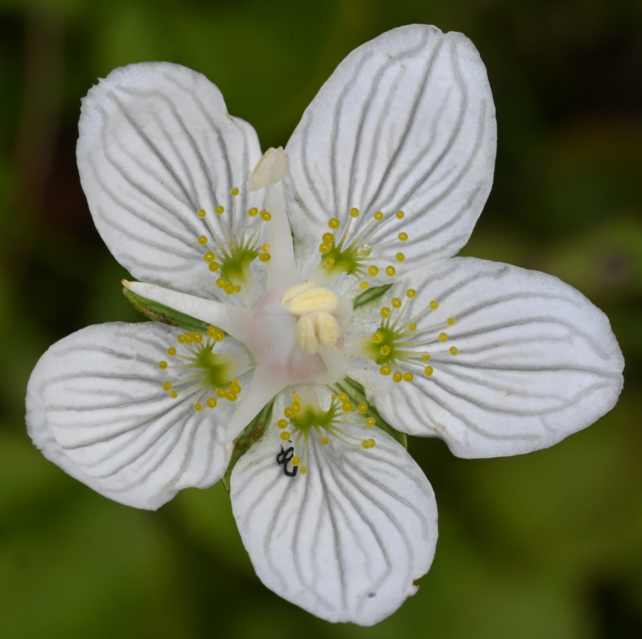 Grass-of-parnassus