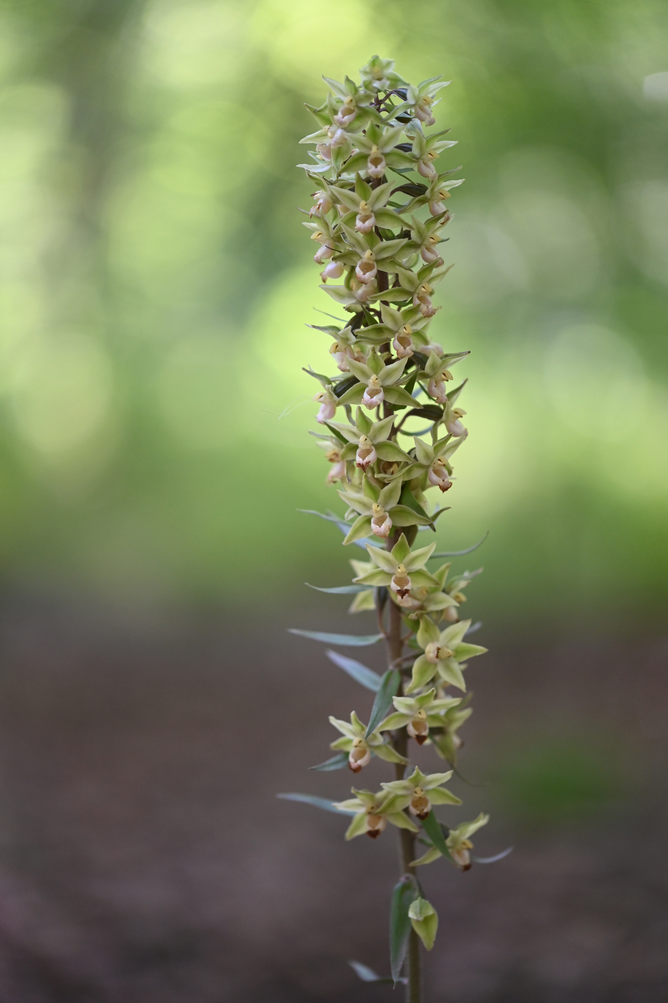 Violet Helleborine